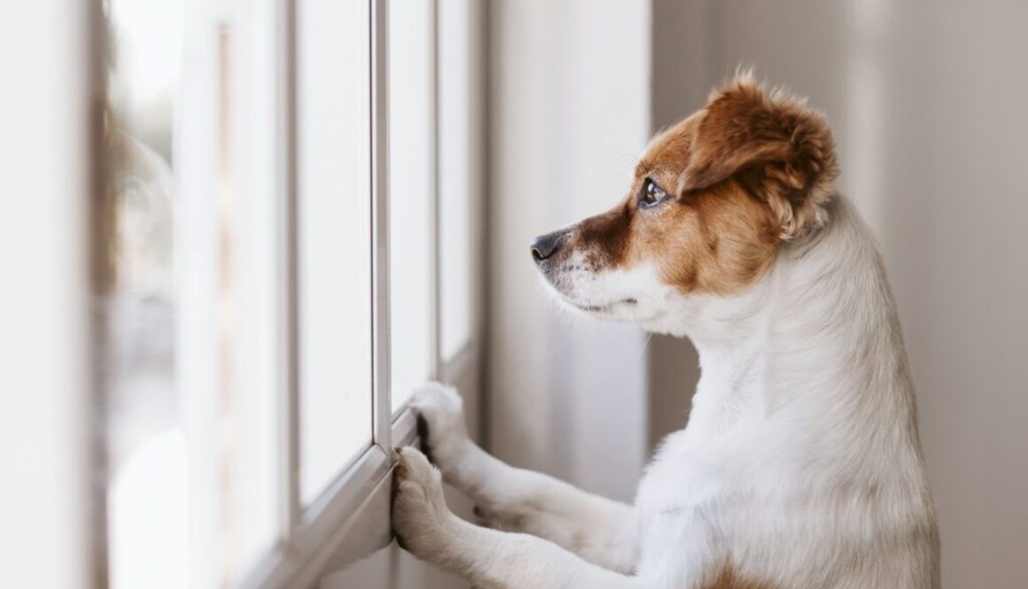 Dog Separation Anxiety Blog VetPet Academy Foxie Window