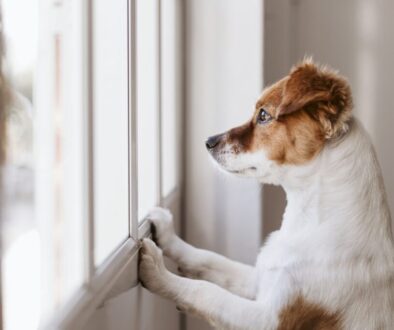 Dog Separation Anxiety Blog VetPet Academy Foxie Window
