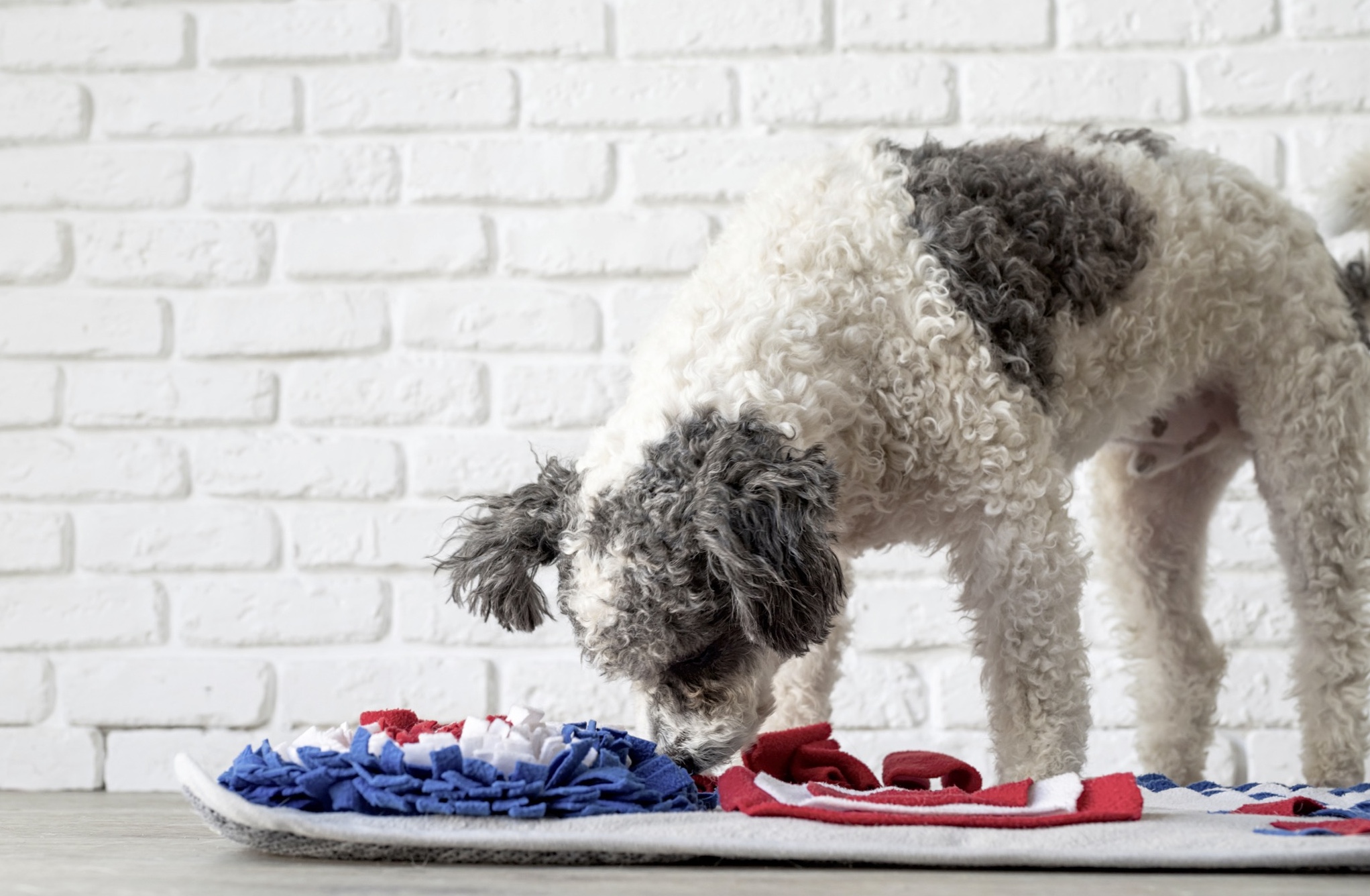 Dog Separation Anxiety Blog VetPet Academy Poodle Snuffle Mat